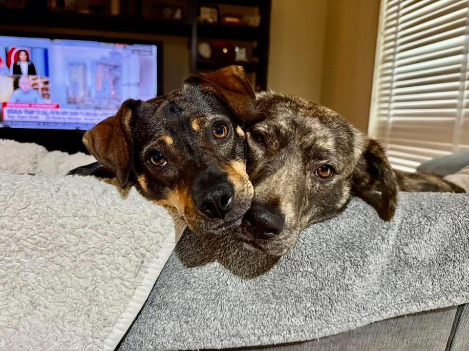 Enlarge Jayde, a ADOPTABLE mixed breed in Fairfax, VA image 3/4