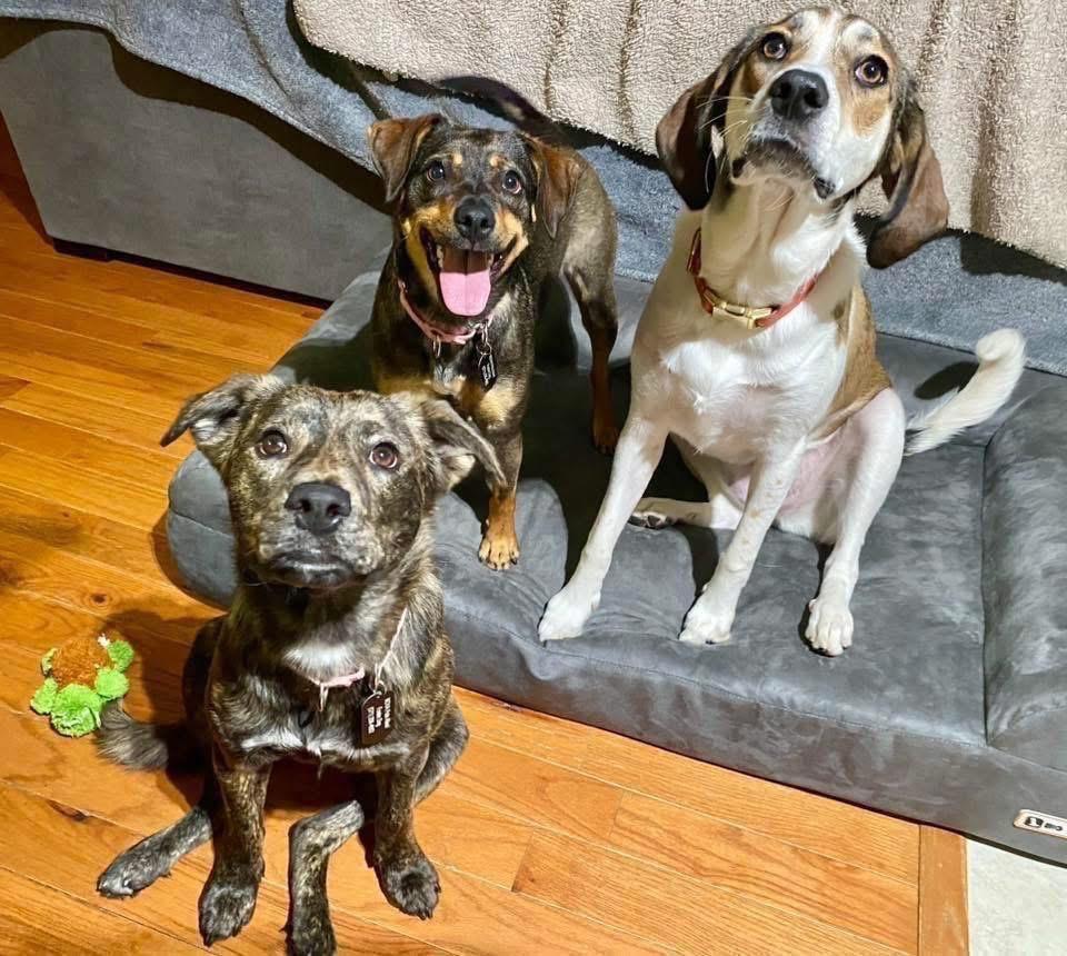 Enlarge Jayde, a ADOPTABLE mixed breed in Fairfax, VA image 4/4