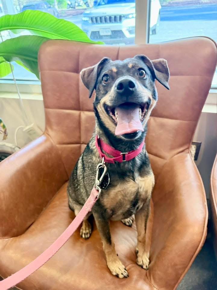 Jayde, ADOPTABLE, Adult Female Beagle & Terrier.