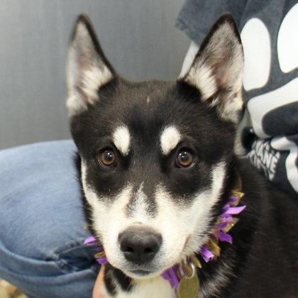 Enlarge Wuffi , a ADOPTABLE Mixed Breed in Lansing, MI image 1/1