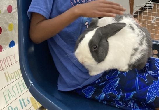 Enlarge Petey, a ADOPTABLE Dutch in Atlantic Highlands, NJ image 4/4