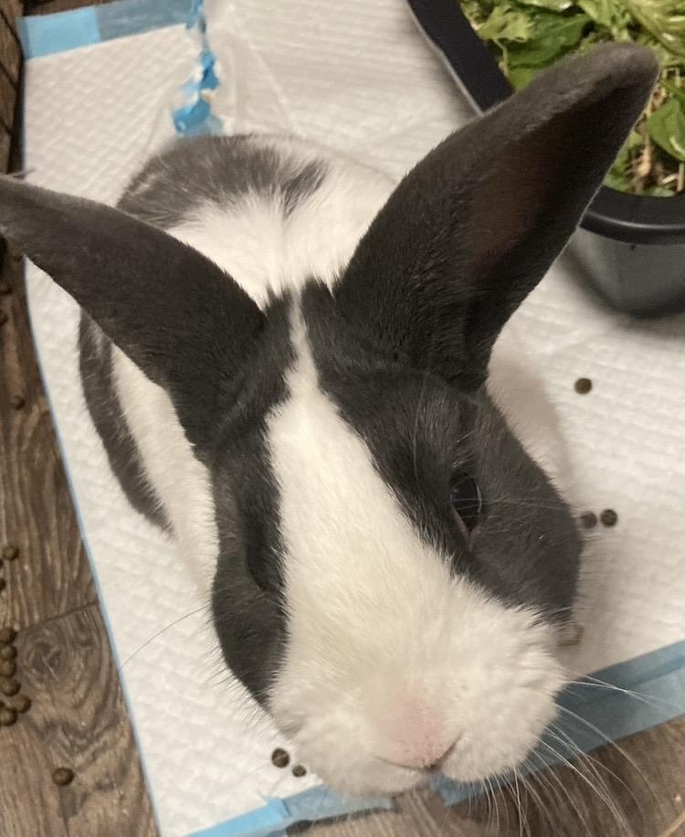 Enlarge Petey, a ADOPTABLE Dutch in Atlantic Highlands, NJ image 2/4