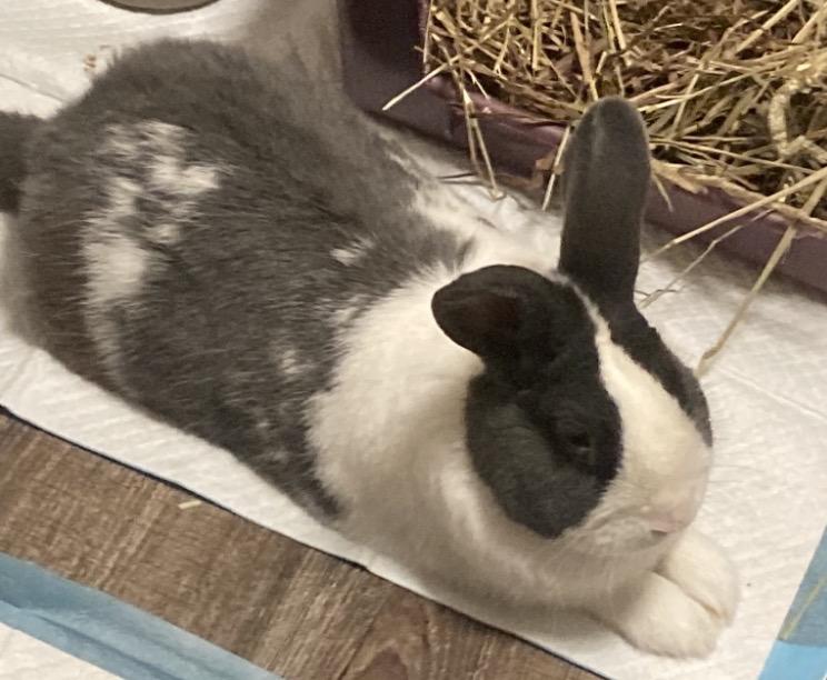 Petey, ADOPTABLE, Adult Male Dutch.