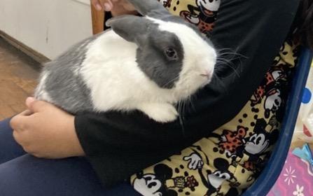 Enlarge Petey, a ADOPTABLE Dutch in Atlantic Highlands, NJ image 3/4