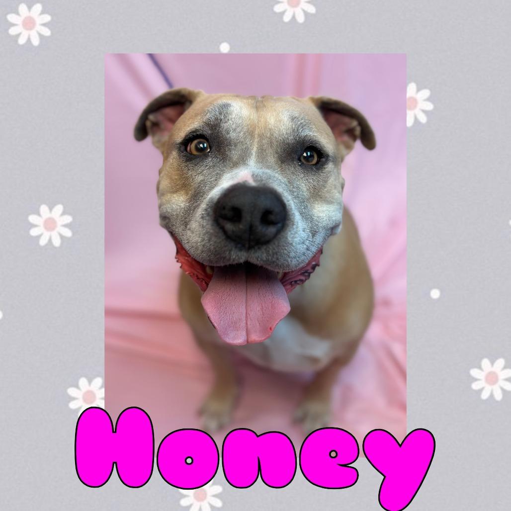 Enlarge Honey, a Adoptable mixed breed in Royse City, TX image 1/1