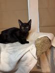 Samantha, a Adoptable Domestic Short Hair in Chico, CA image 2/2