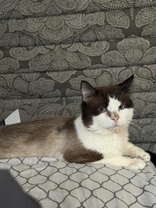 Enlarge Fendi, a Adoptable mixed breed in Washington, DC image 2/3