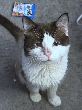 Enlarge Fendi, a Adoptable mixed breed in Washington, DC image 3/3
