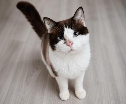 Fendi, Adoptable, Senior Male Domestic Short Hair & Domestic Short Hair.