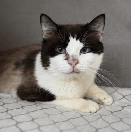 Fendi, a Adoptable mixed breed in Washington, DC image 2/3