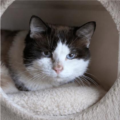 Fendi, a Adoptable mixed breed in Washington, DC image 3/3