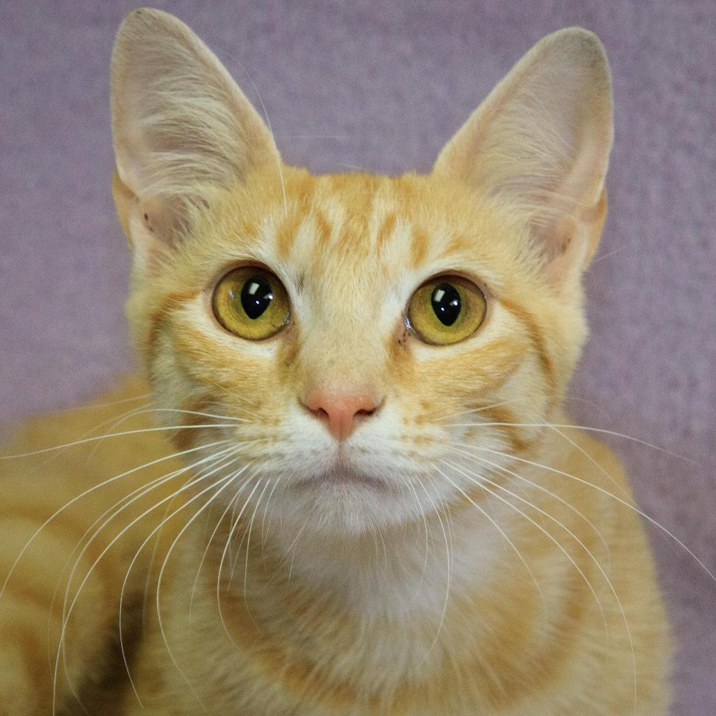 Peach, Adoptable, Adult Female Domestic Short Hair.