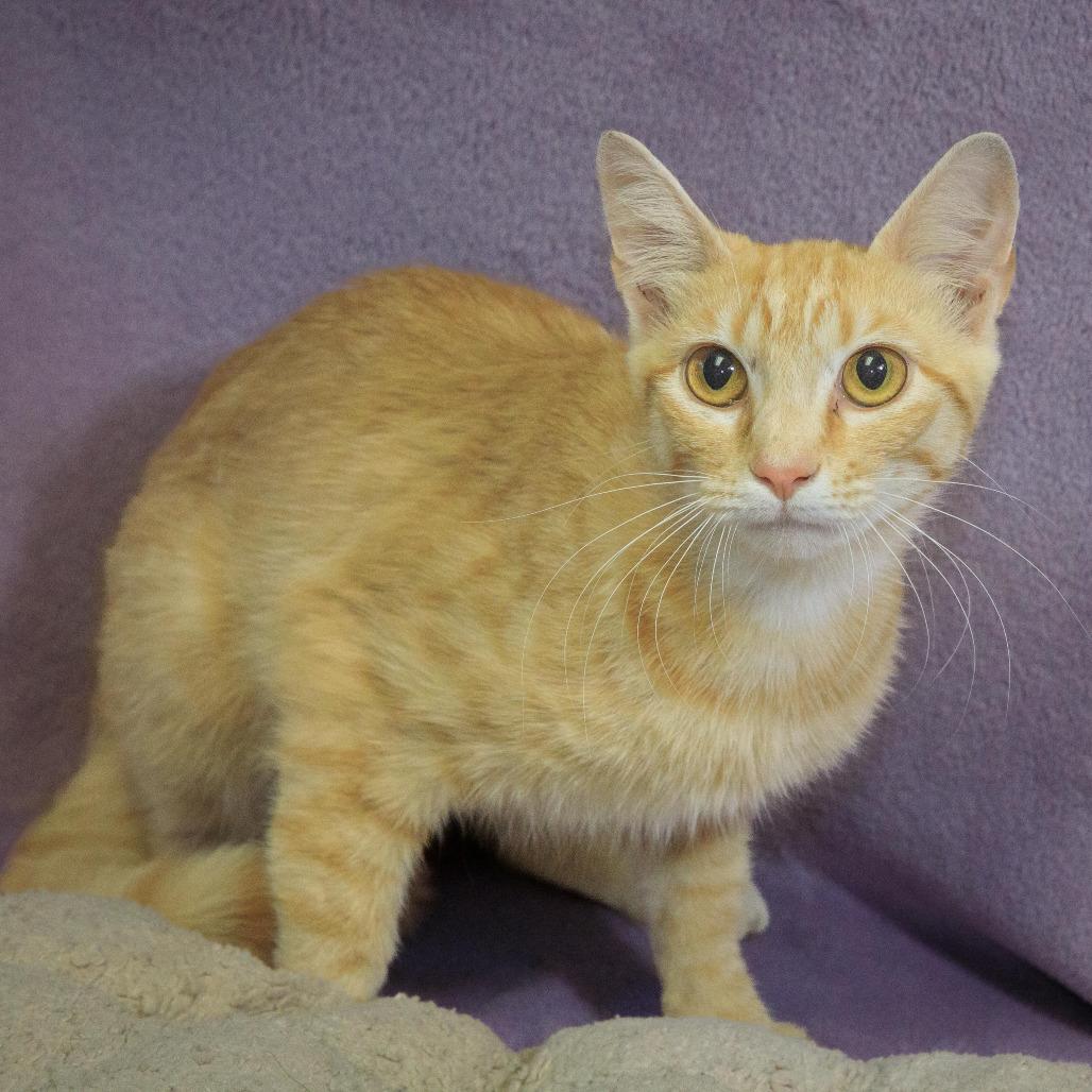 Enlarge Peach, a Adoptable Domestic Short Hair in Versailles, KY image 2/2