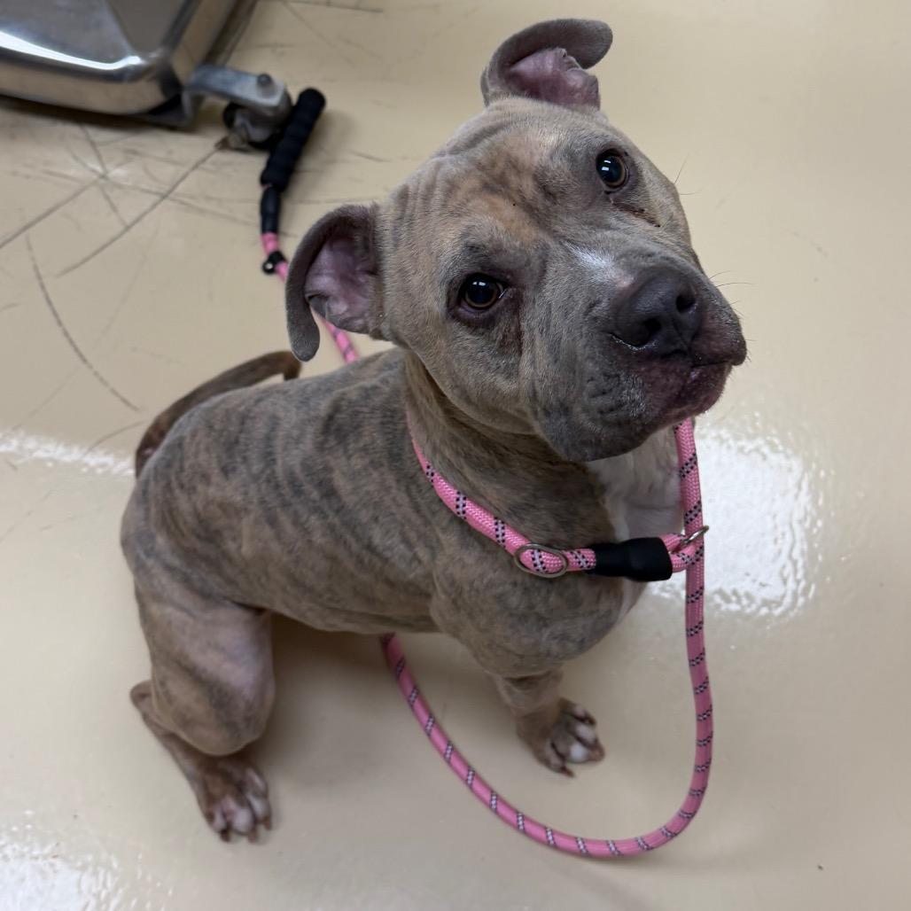 Marriott, Adoptable, Adult Male Mixed Breed.