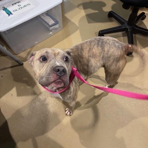 Enlarge Marriott, a Adoptable Mixed Breed in Winston-Salem, NC image 2/2