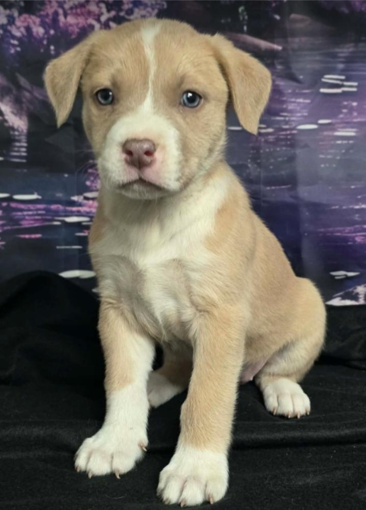 Enlarge Beignet, a Adoptable mixed breed in Sedalia, CO image 3/6