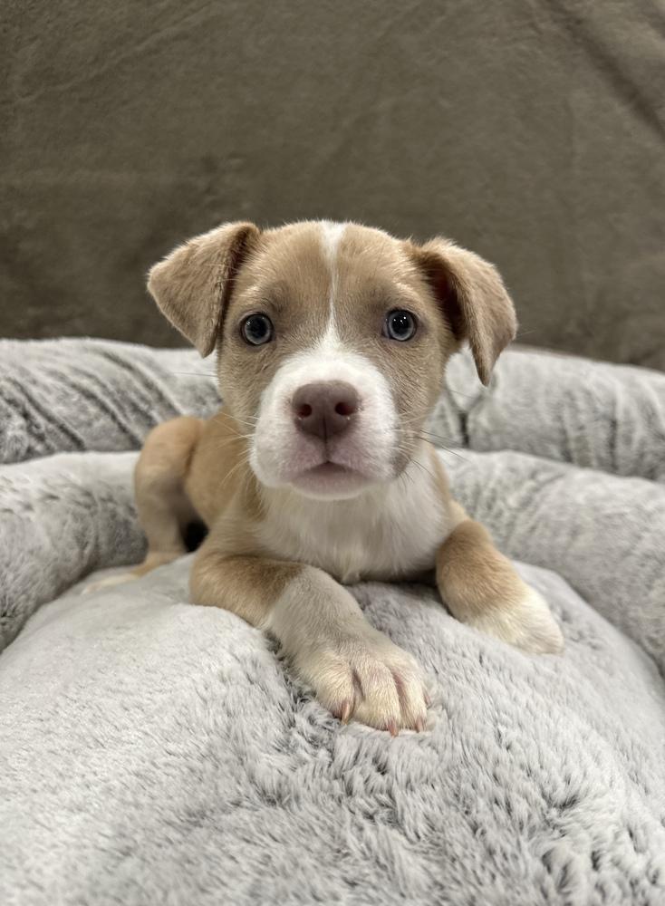 Enlarge Beignet, a Adoptable mixed breed in Sedalia, CO image 5/6