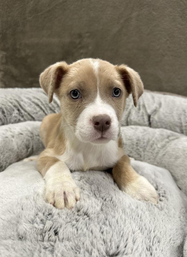 Enlarge Beignet, a Adoptable mixed breed in Sedalia, CO image 6/6
