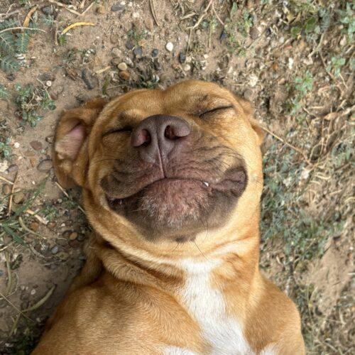 Estrella, a Adoptable American Staffordshire Terrier in Sullivan City, TX image 1/4