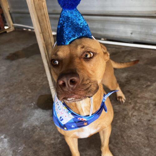Estrella, a Adoptable American Staffordshire Terrier in Sullivan City, TX image 2/4
