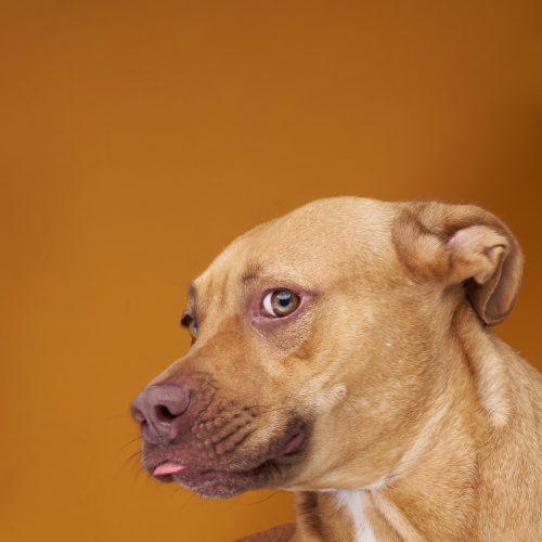 Estrella, a Adoptable American Staffordshire Terrier in Sullivan City, TX image 3/4