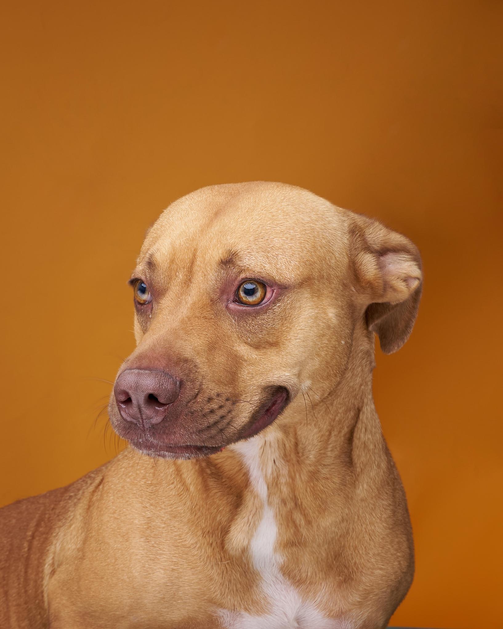 Estrella, a Adoptable American Staffordshire Terrier in Sullivan City, TX image 4/4