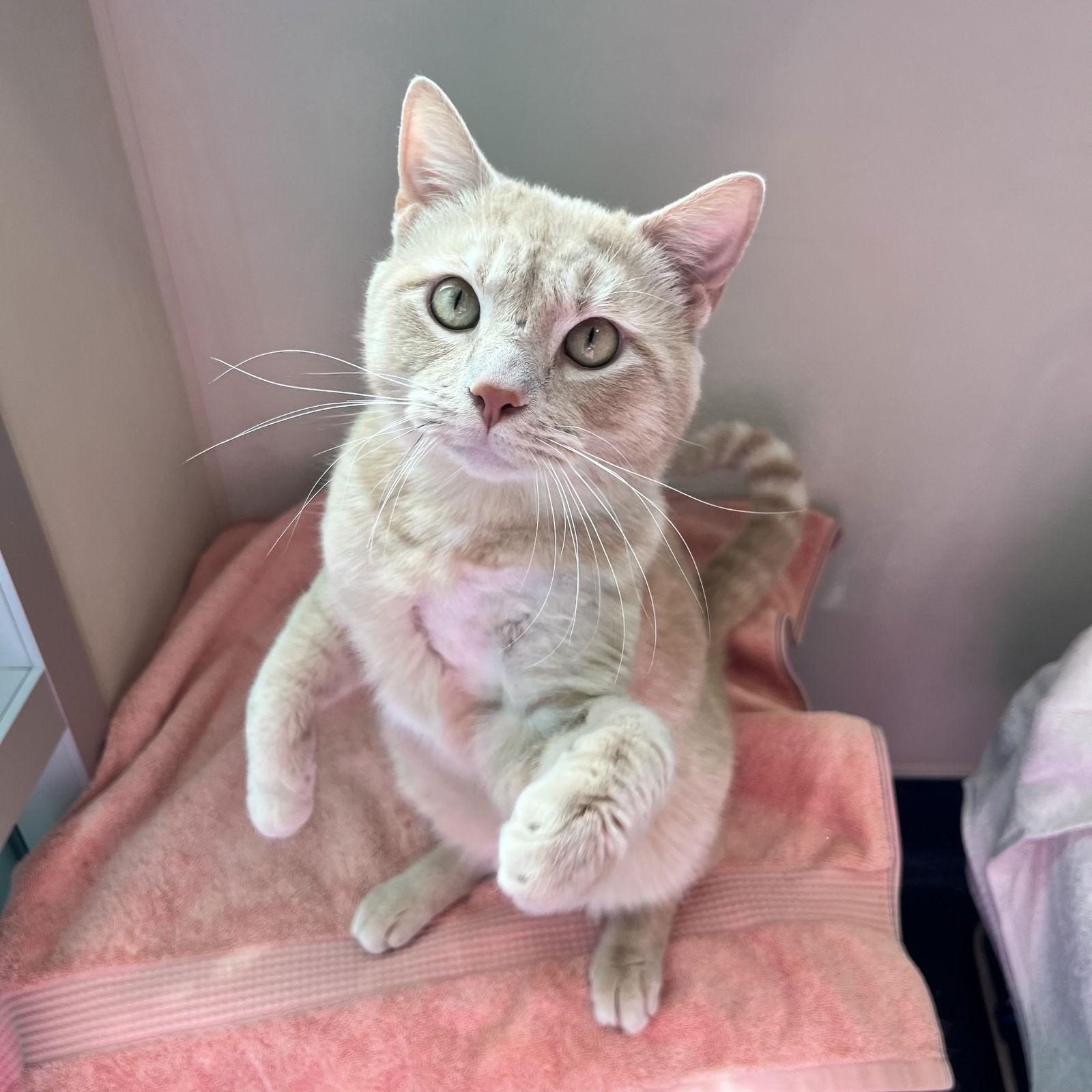 Fuzz Aldrin — thumbnail 2