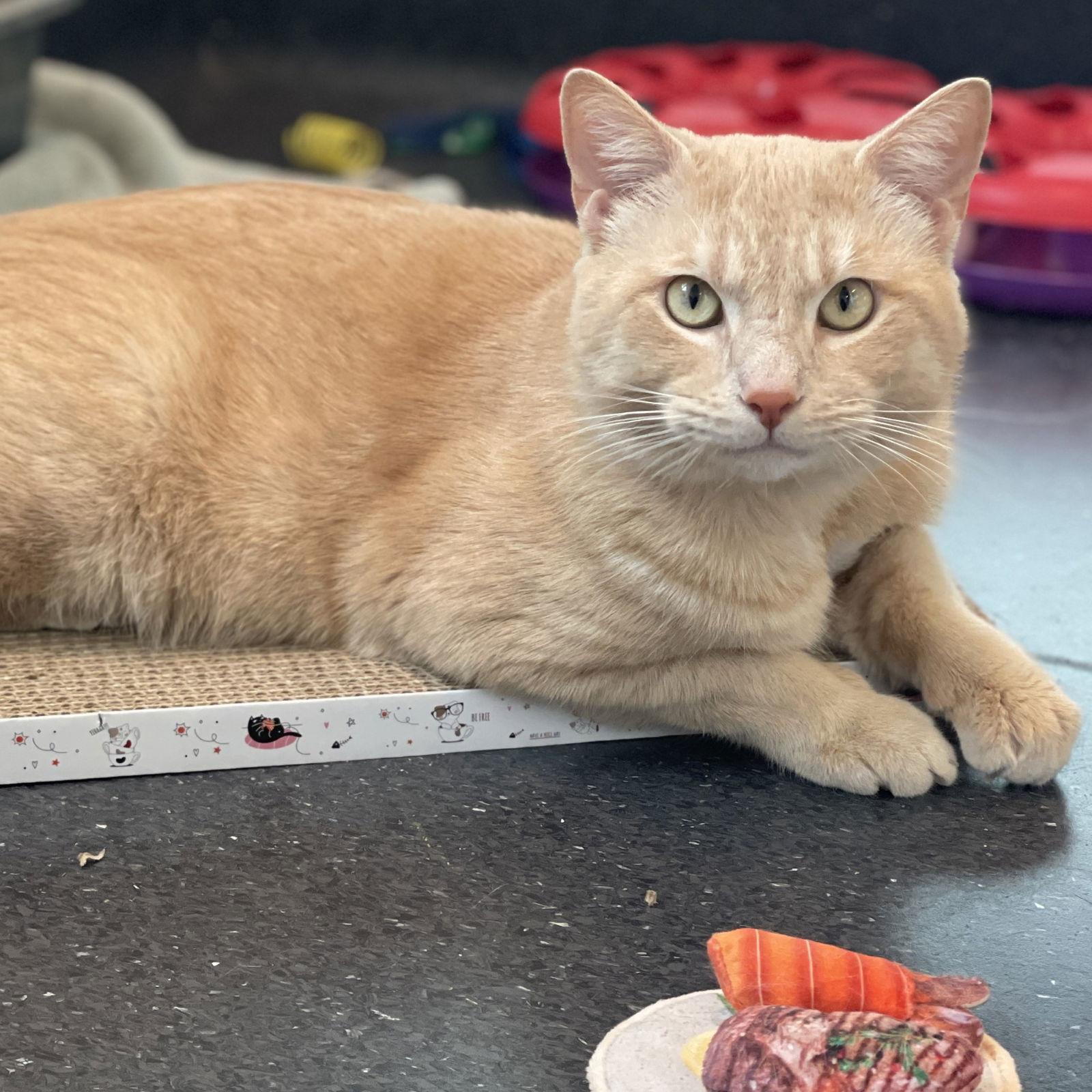 Fuzz Aldrin — thumbnail 3