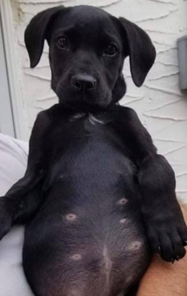 Enlarge Taffy (now Pepper), a Adopted Labrador Retriever in Hawkestone, ON image 1/1