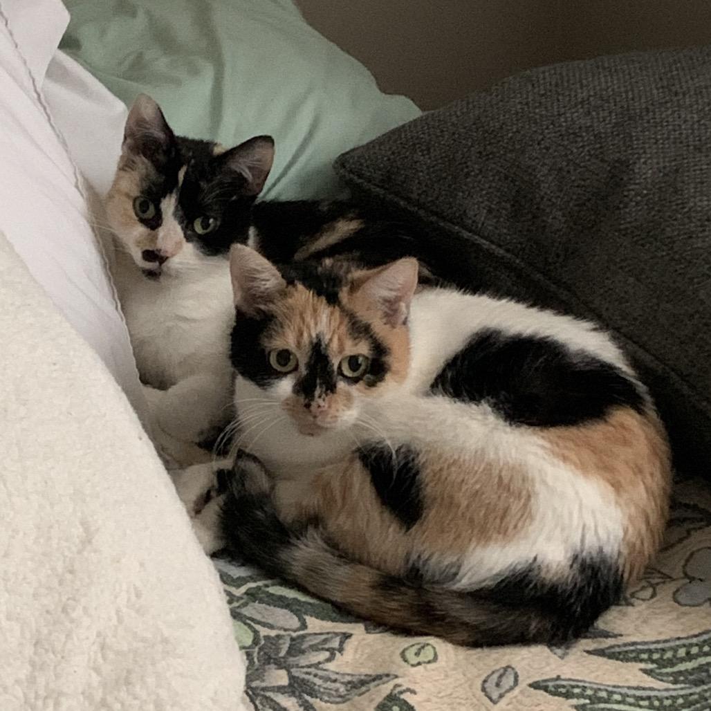 Gigi (c2025), Adoptable, Adult Female Domestic Short Hair.