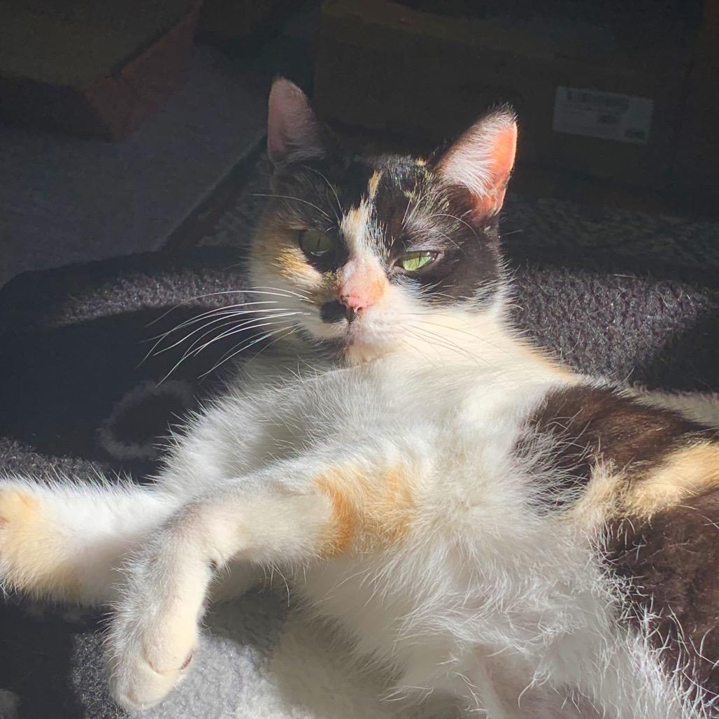 Enlarge Gigi (c2025), a Adoptable Domestic Short Hair in Skokie, IL image 2/6