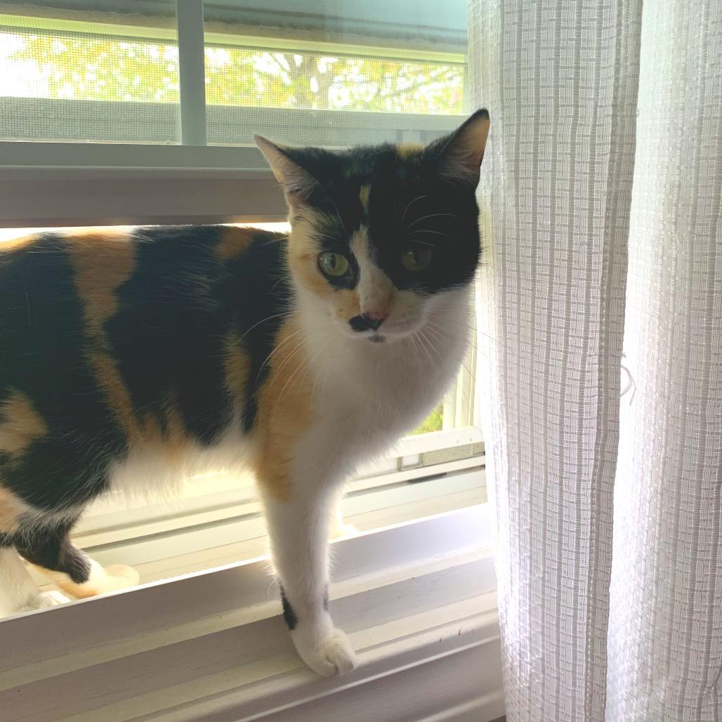 Enlarge Gigi (c2025), a Adoptable Domestic Short Hair in Skokie, IL image 3/6