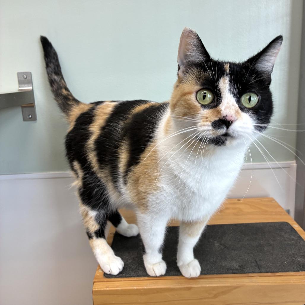 Enlarge Gigi (c2025), a Adoptable Domestic Short Hair in Skokie, IL image 4/6