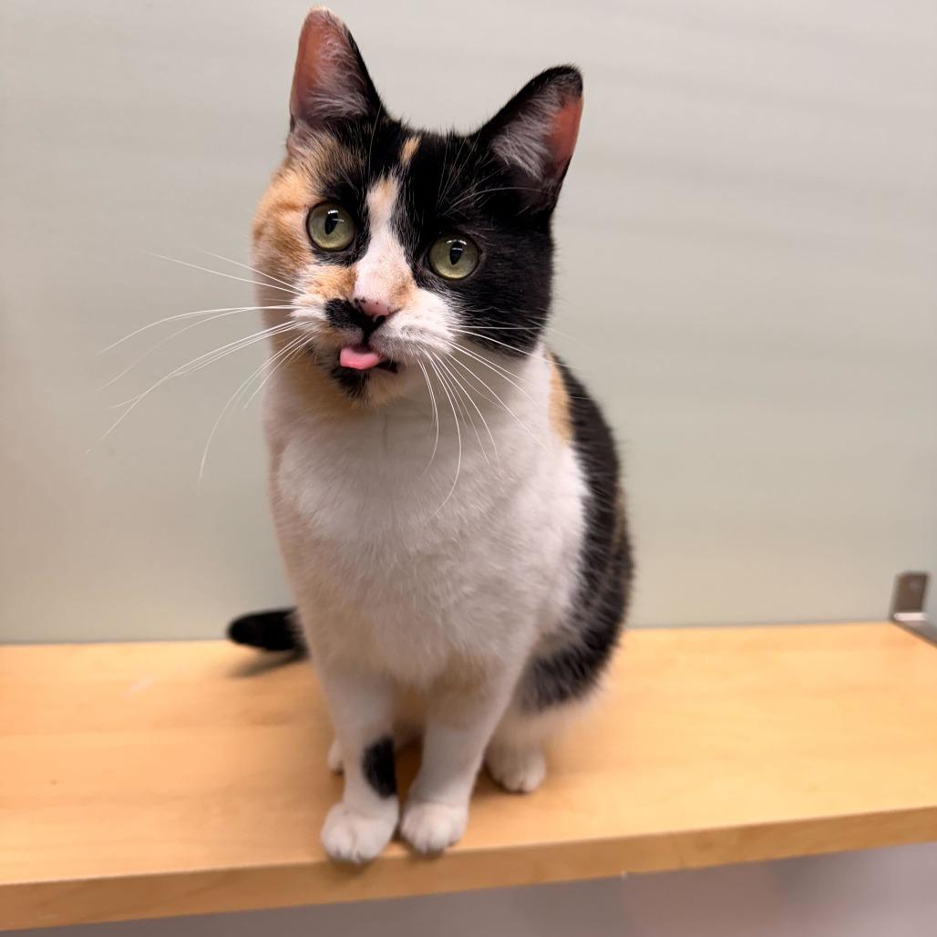 Enlarge Gigi (c2025), a Adoptable Domestic Short Hair in Skokie, IL image 5/6