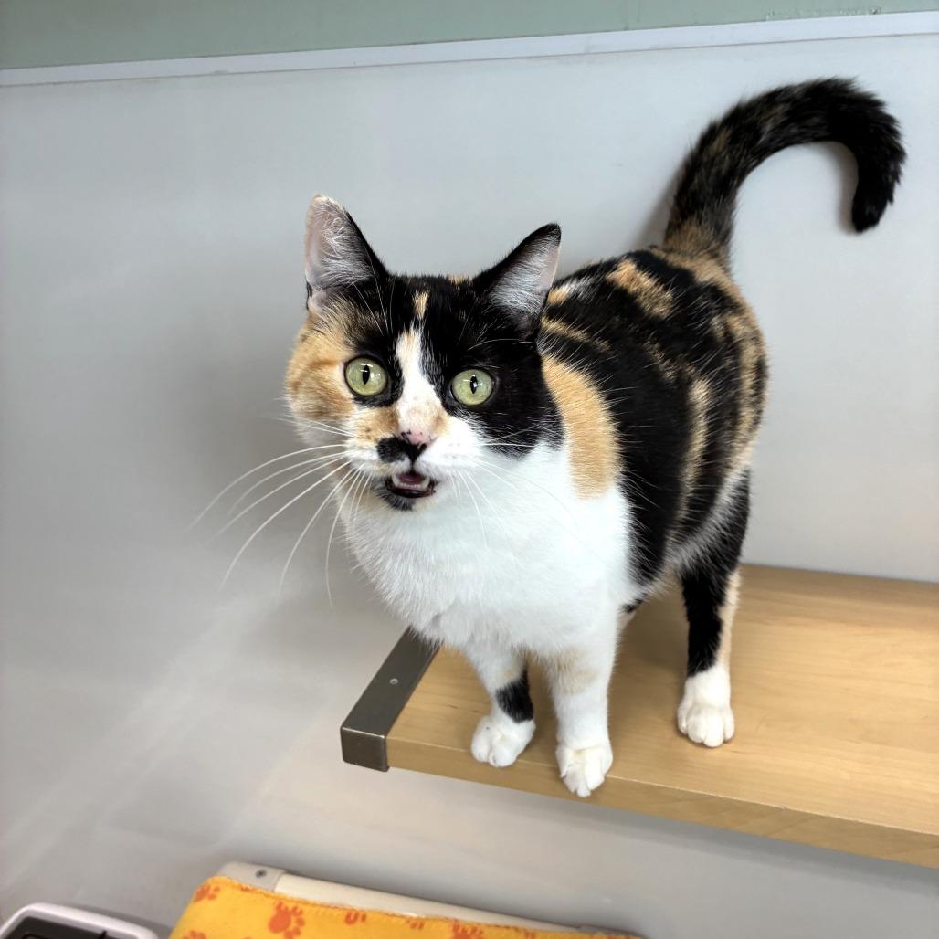 Gigi (c2025) — thumbnail 6