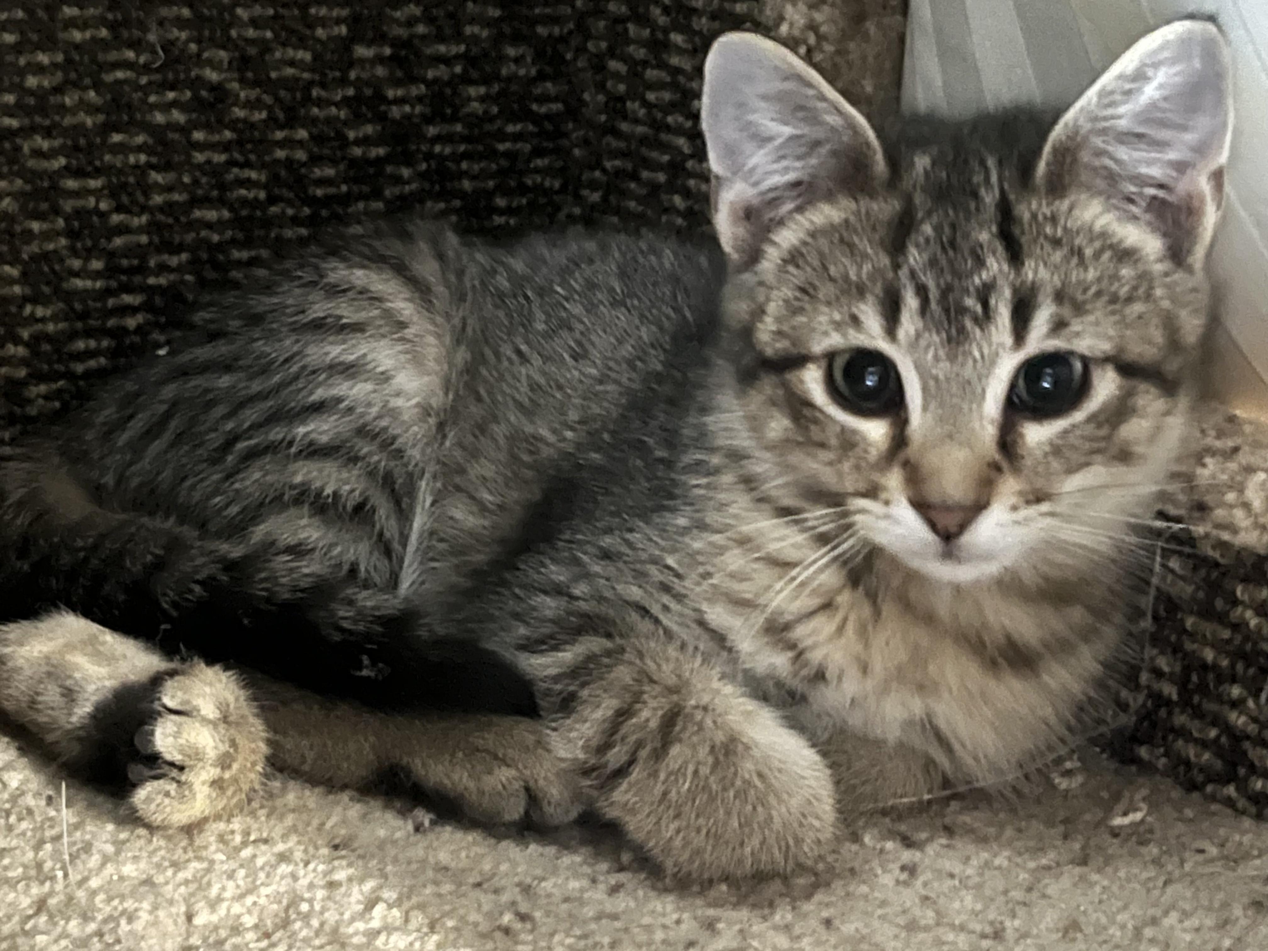 Enlarge Nori and Kimchi, a ADOPTABLE Domestic Short Hair in Apple Valley, MN image 4/6