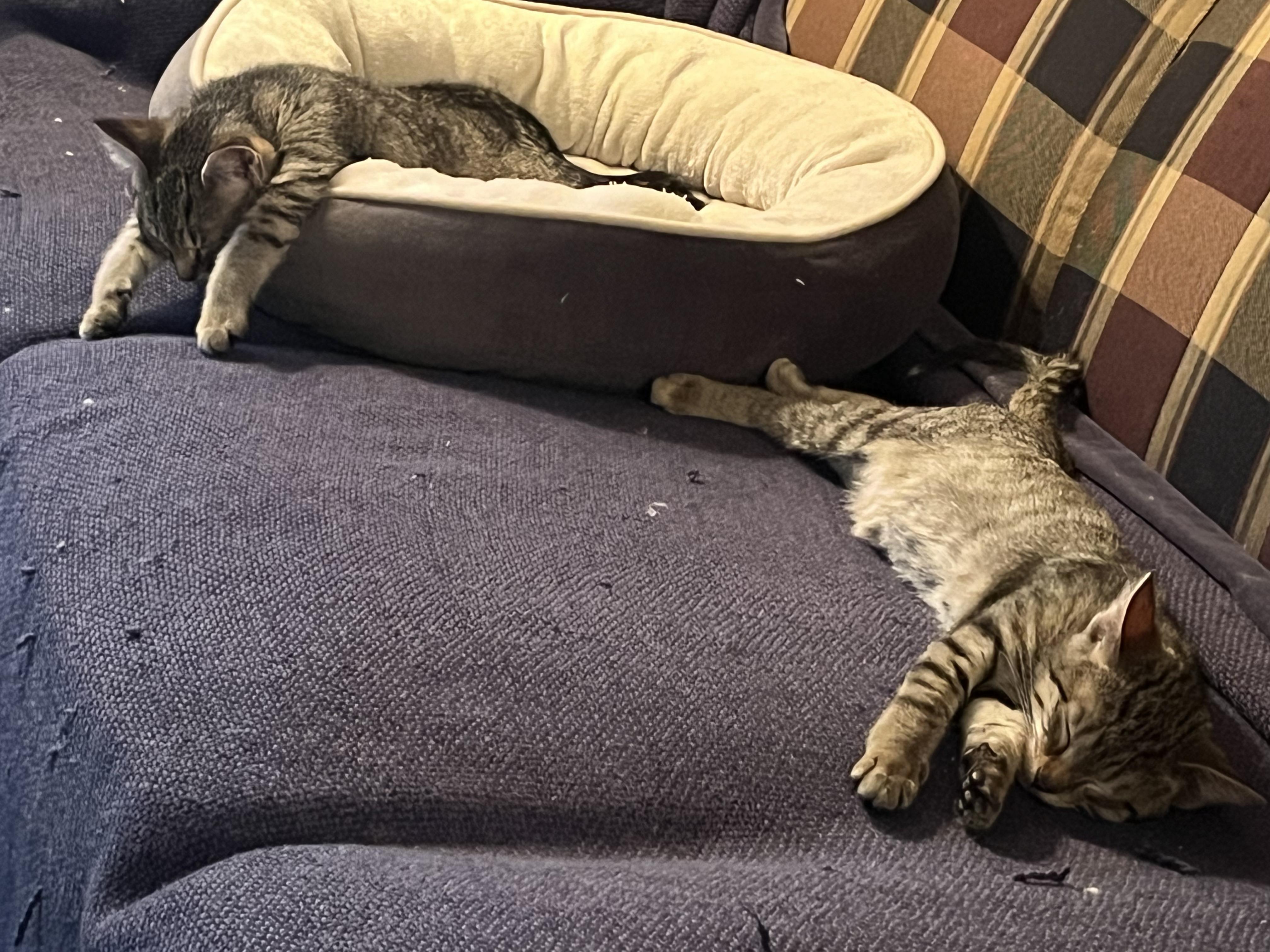 Enlarge Nori and Kimchi, a ADOPTABLE Domestic Short Hair in Apple Valley, MN image 5/6