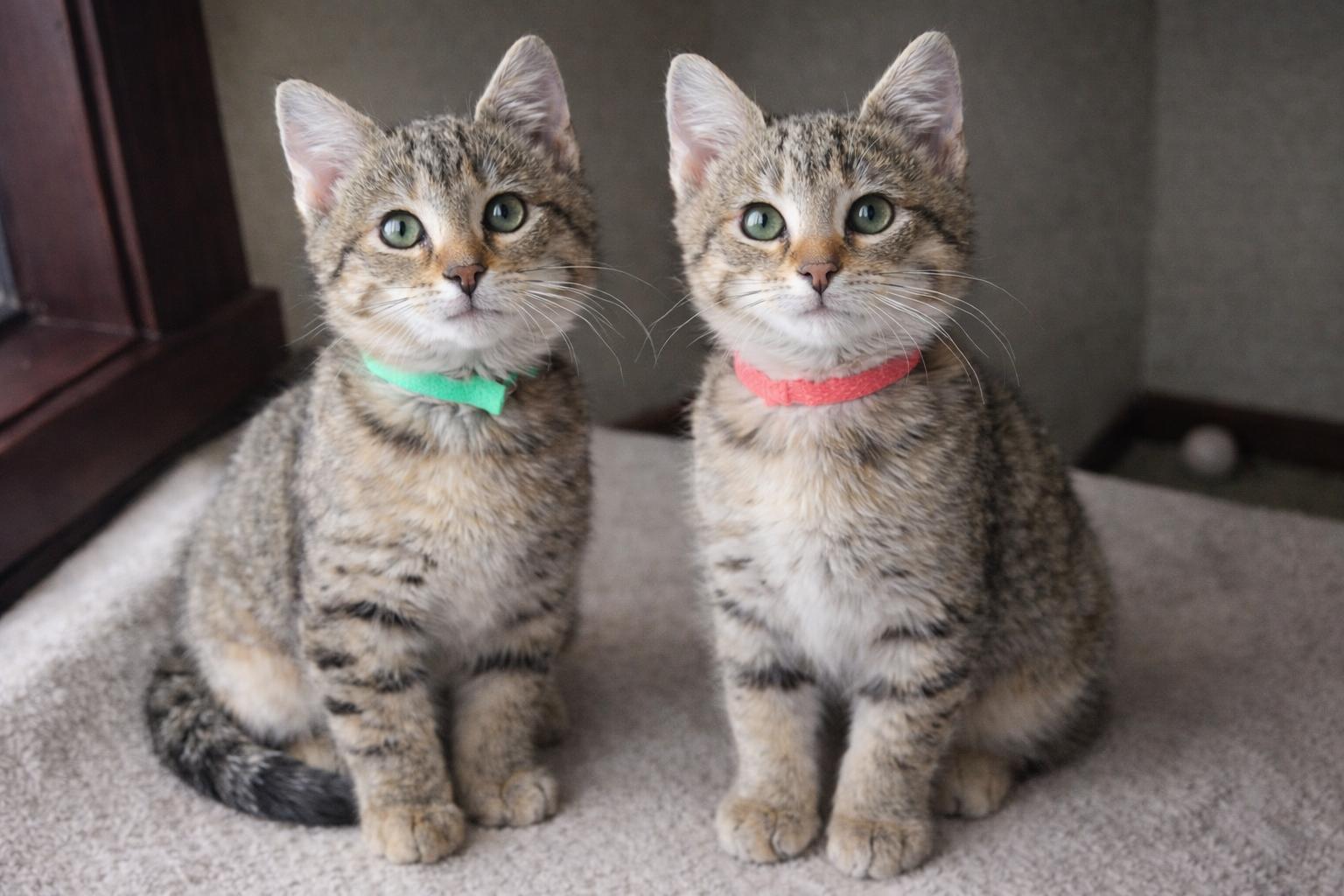 Nori and Kimchi, ADOPTABLE, Kitten Male Domestic Short Hair.