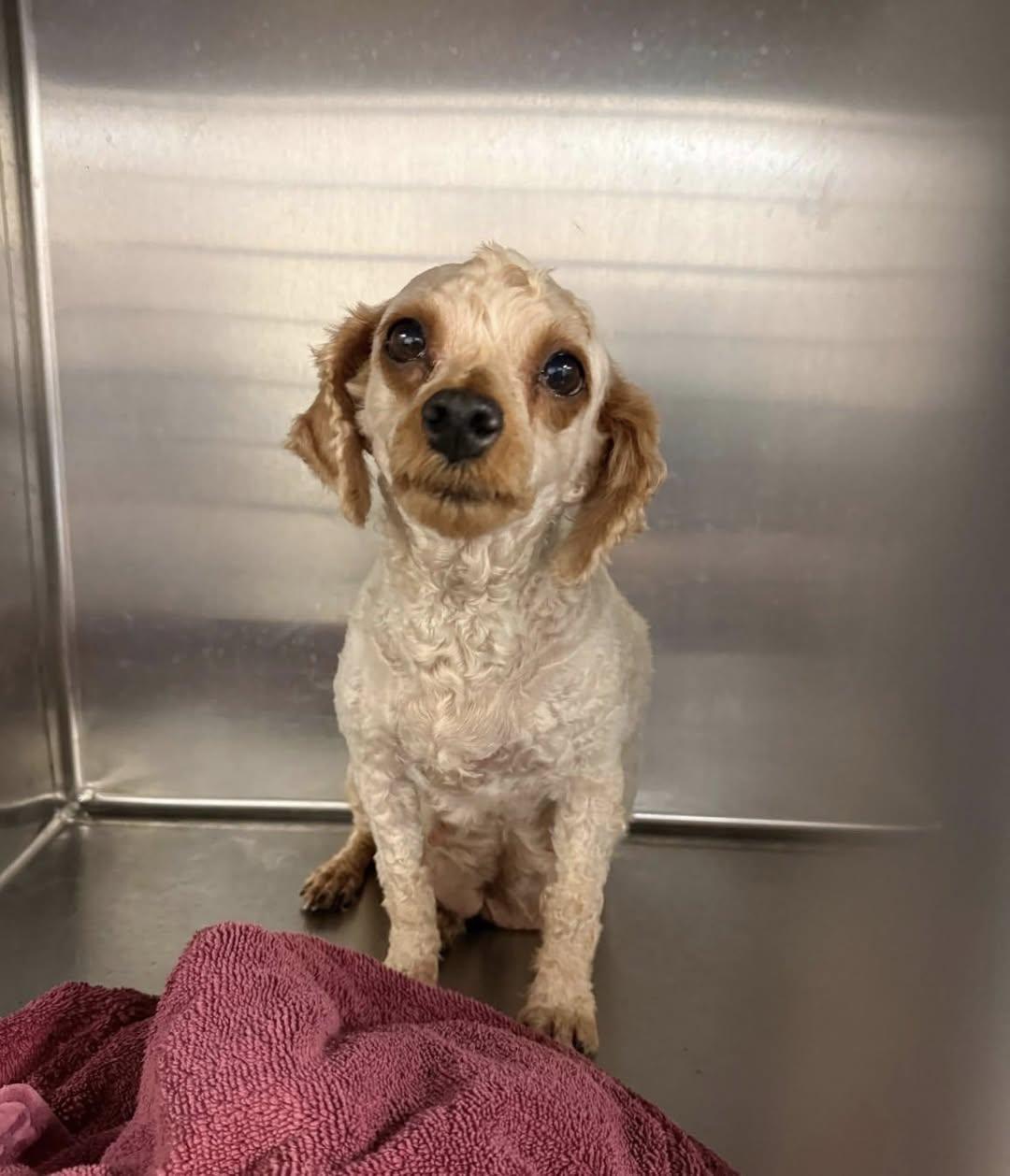 Enlarge Justice, a Adoptable Poodle in Blue Springs, MO image 2/2