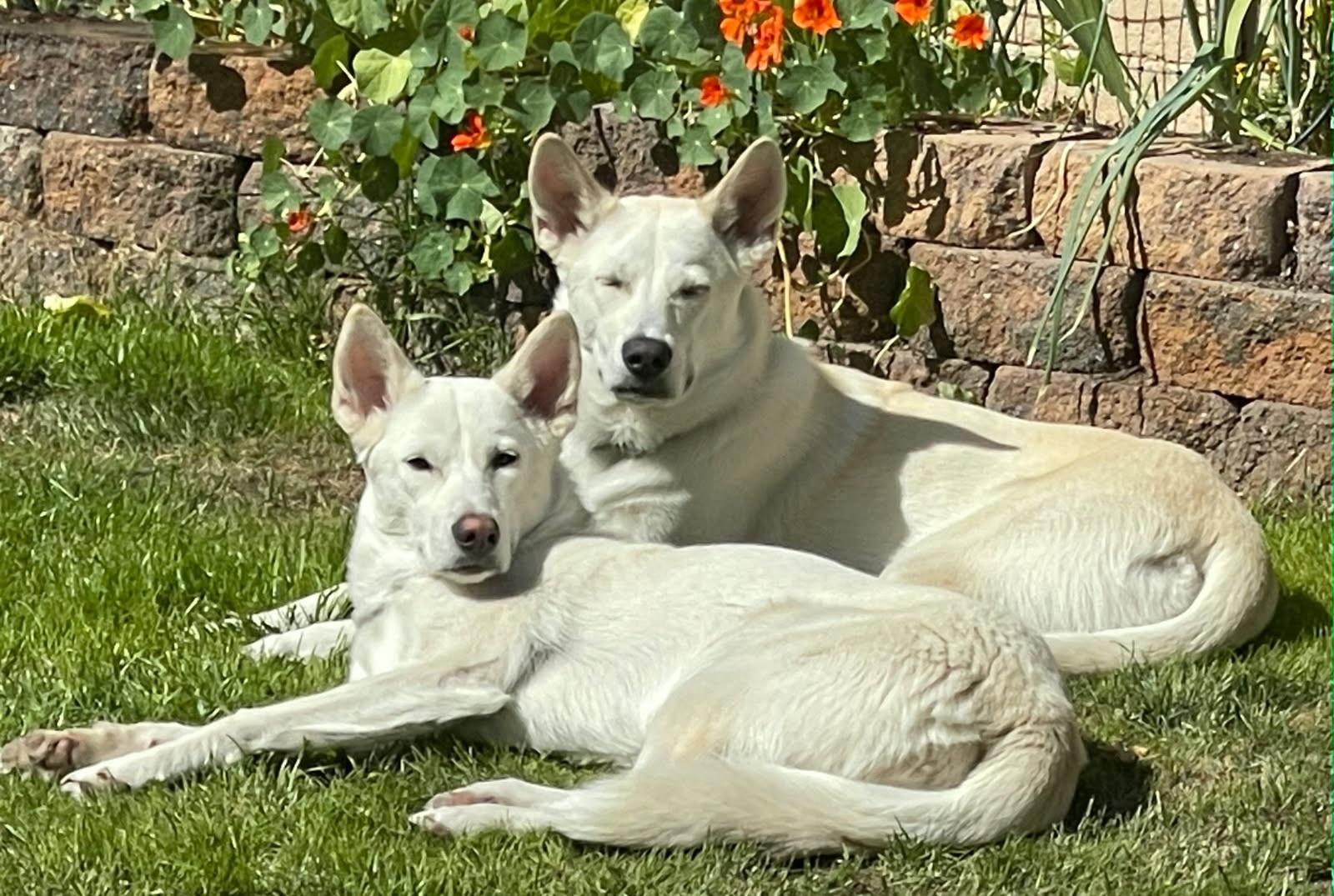 Enlarge Milo, an adoptable mixed breed in Phoenix, AZ image 3/6