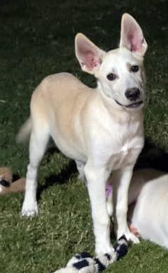 Milo, adopted, Puppy Male German Shepherd Dog.