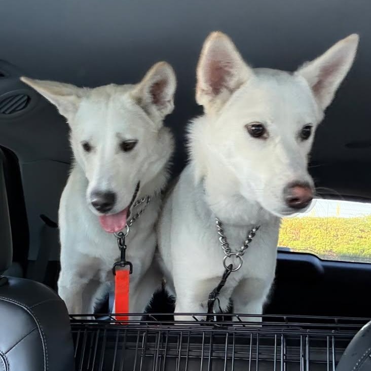 Enlarge Milo, an adoptable mixed breed in Phoenix, AZ image 4/6