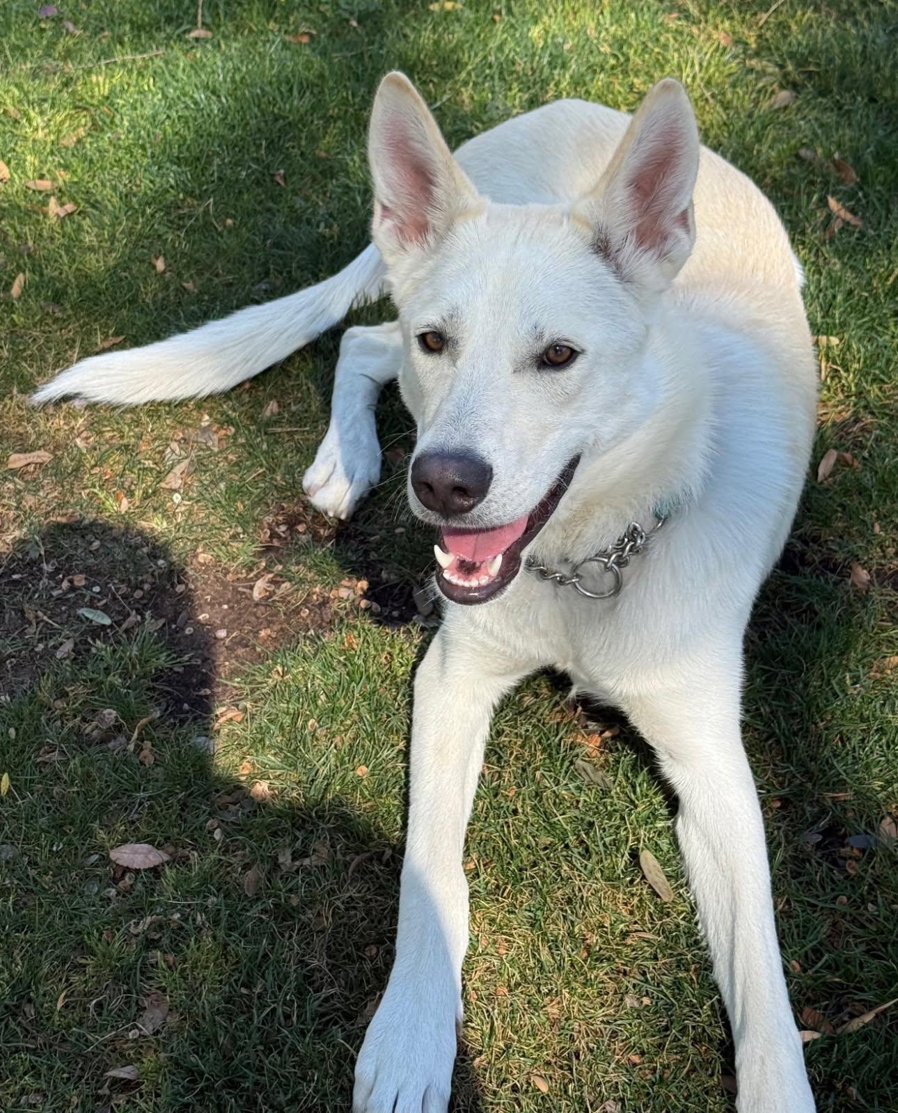 Enlarge Milo, an adoptable mixed breed in Phoenix, AZ image 5/6