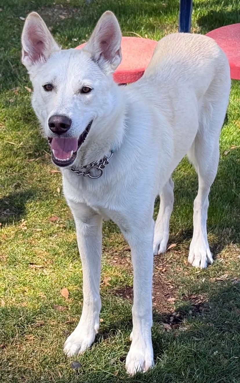 Enlarge Milo, an adoptable mixed breed in Phoenix, AZ image 2/6