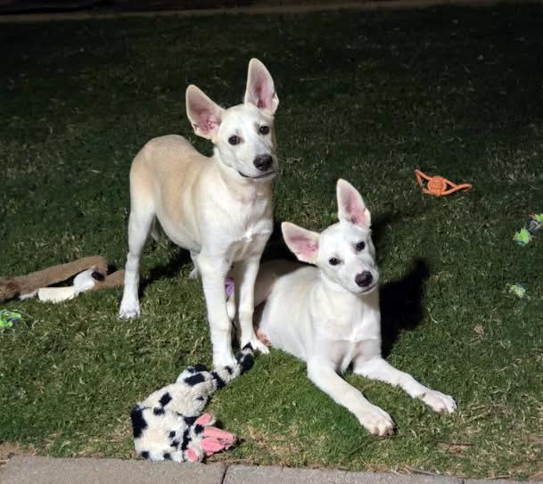 Milo, an adopted German Shepherd Dog in Phoenix, AZ image 3/4