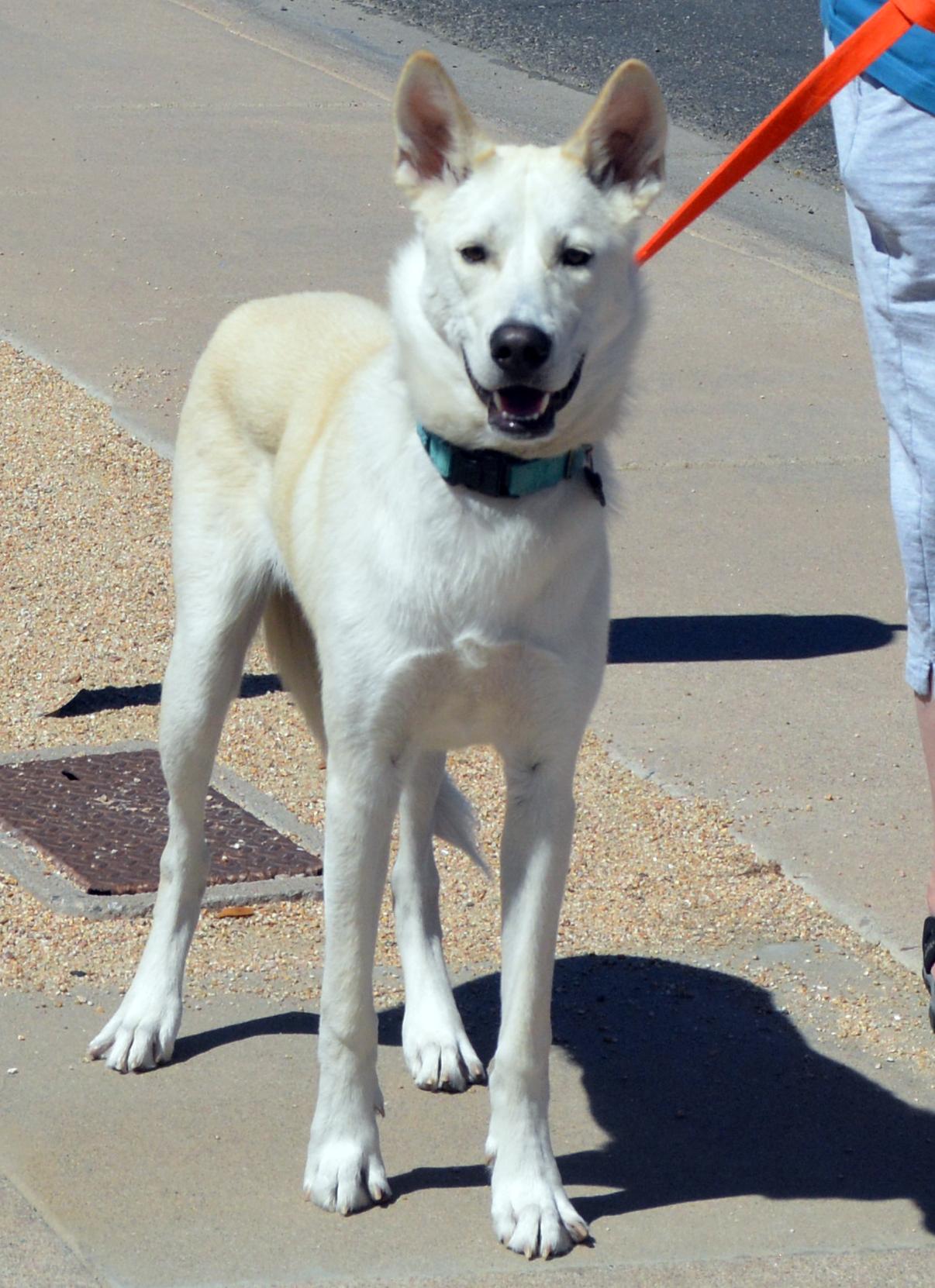 Enlarge Milo, an adoptable mixed breed in Phoenix, AZ image 6/6