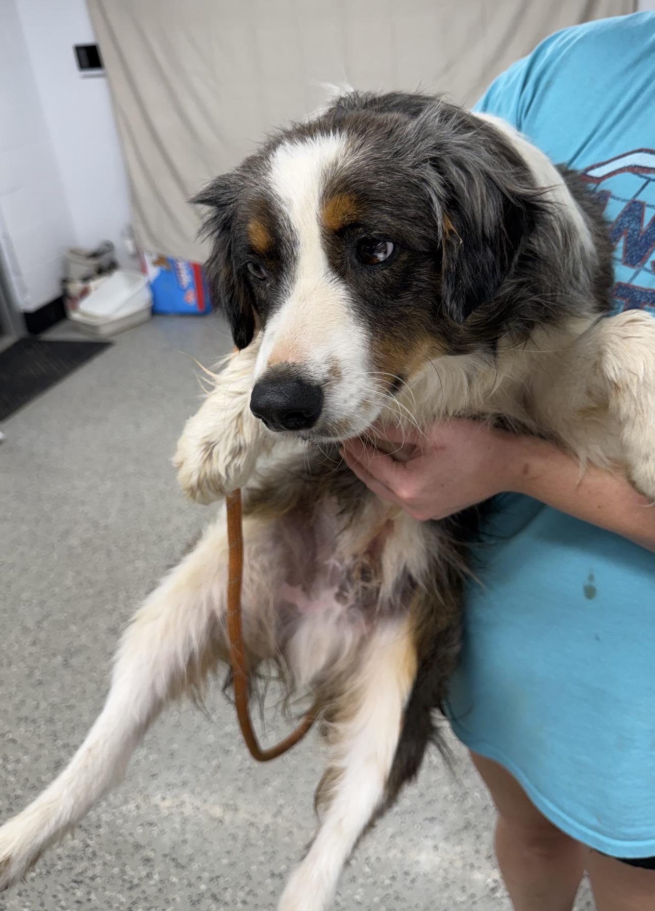 Duke, ADOPTABLE, Young Male Australian Shepherd.