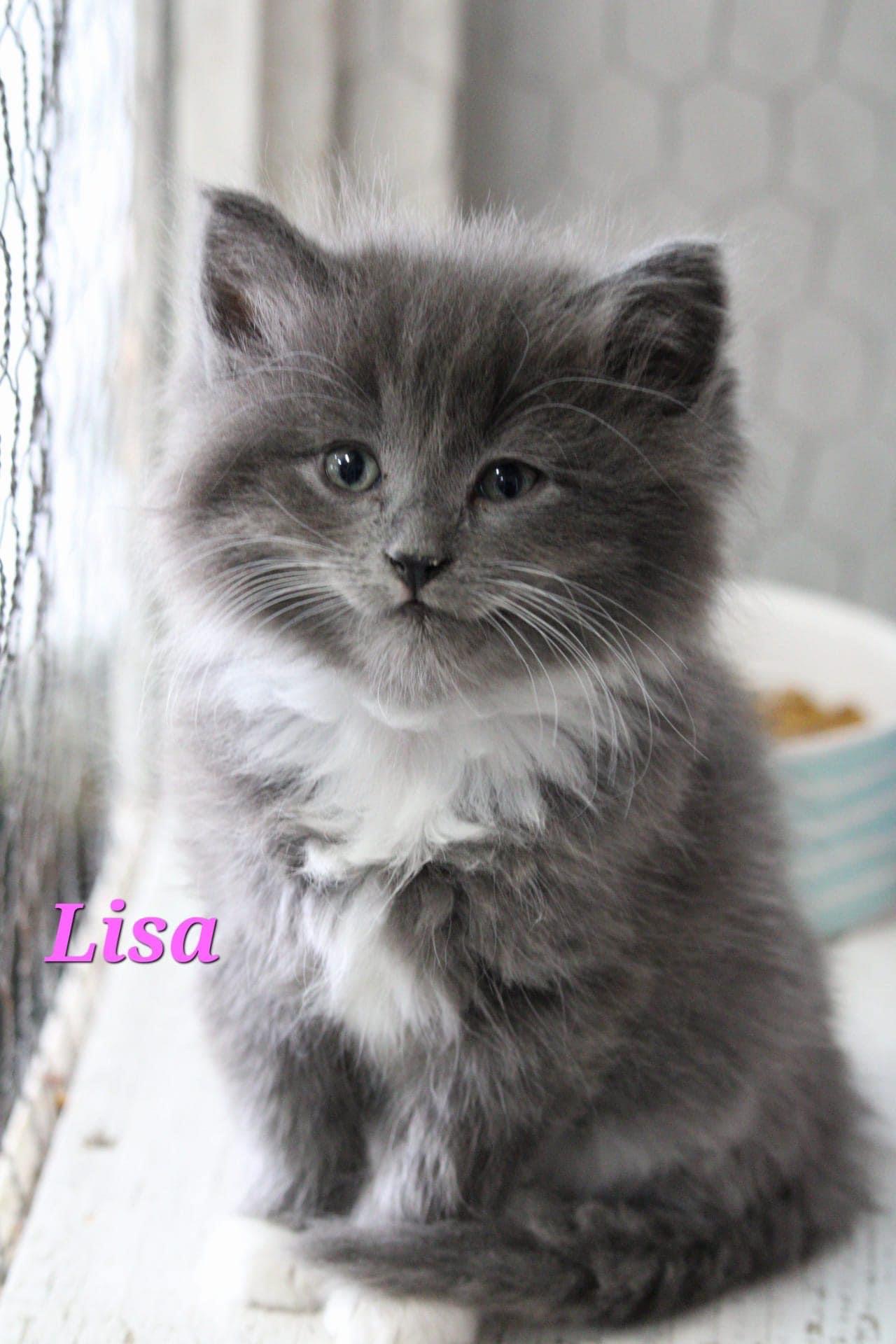Lisa, an adopted Domestic Medium Hair in Humboldt , SK_image-1