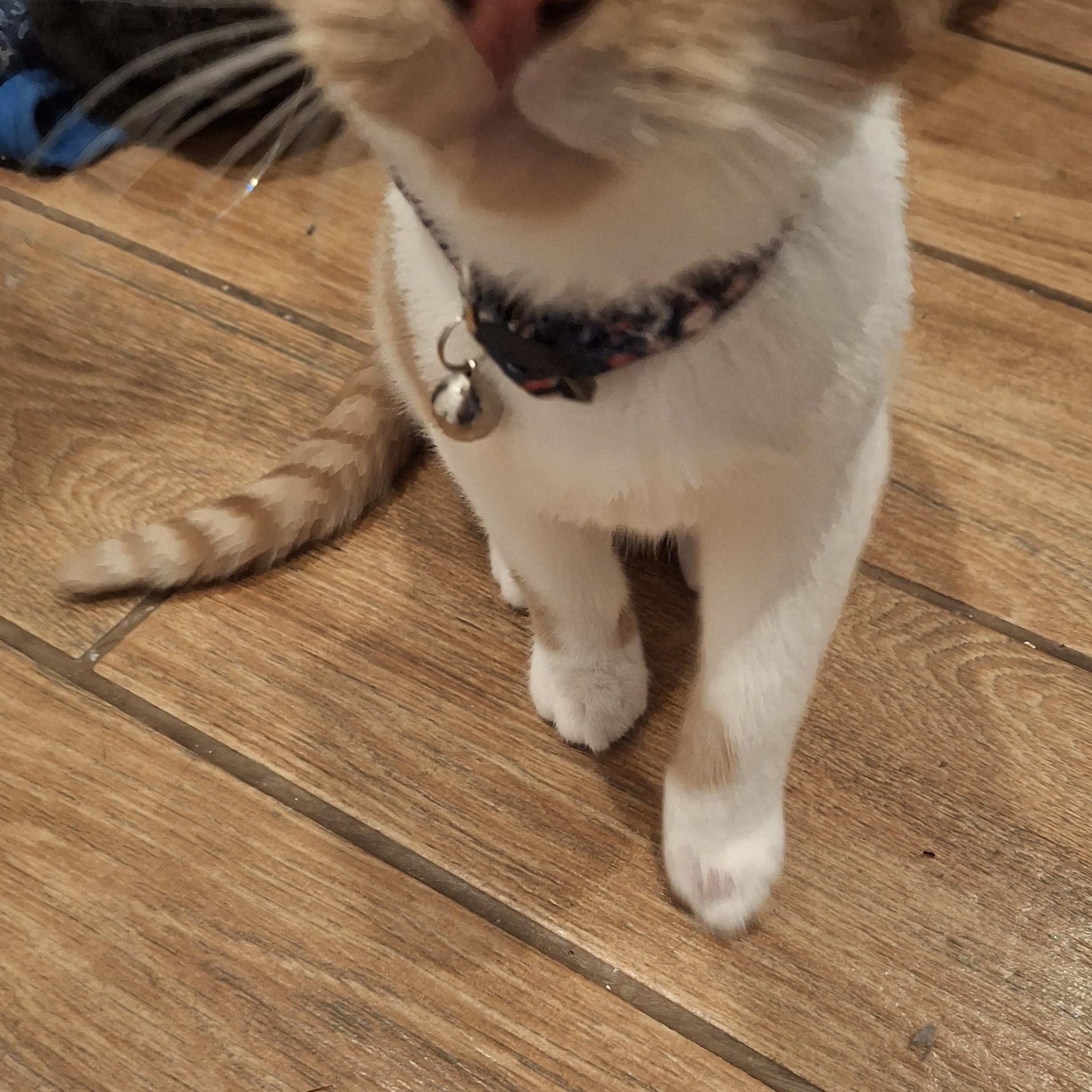 Carmel, an adopted Tabby in Lawrenceville, GA image 2/2