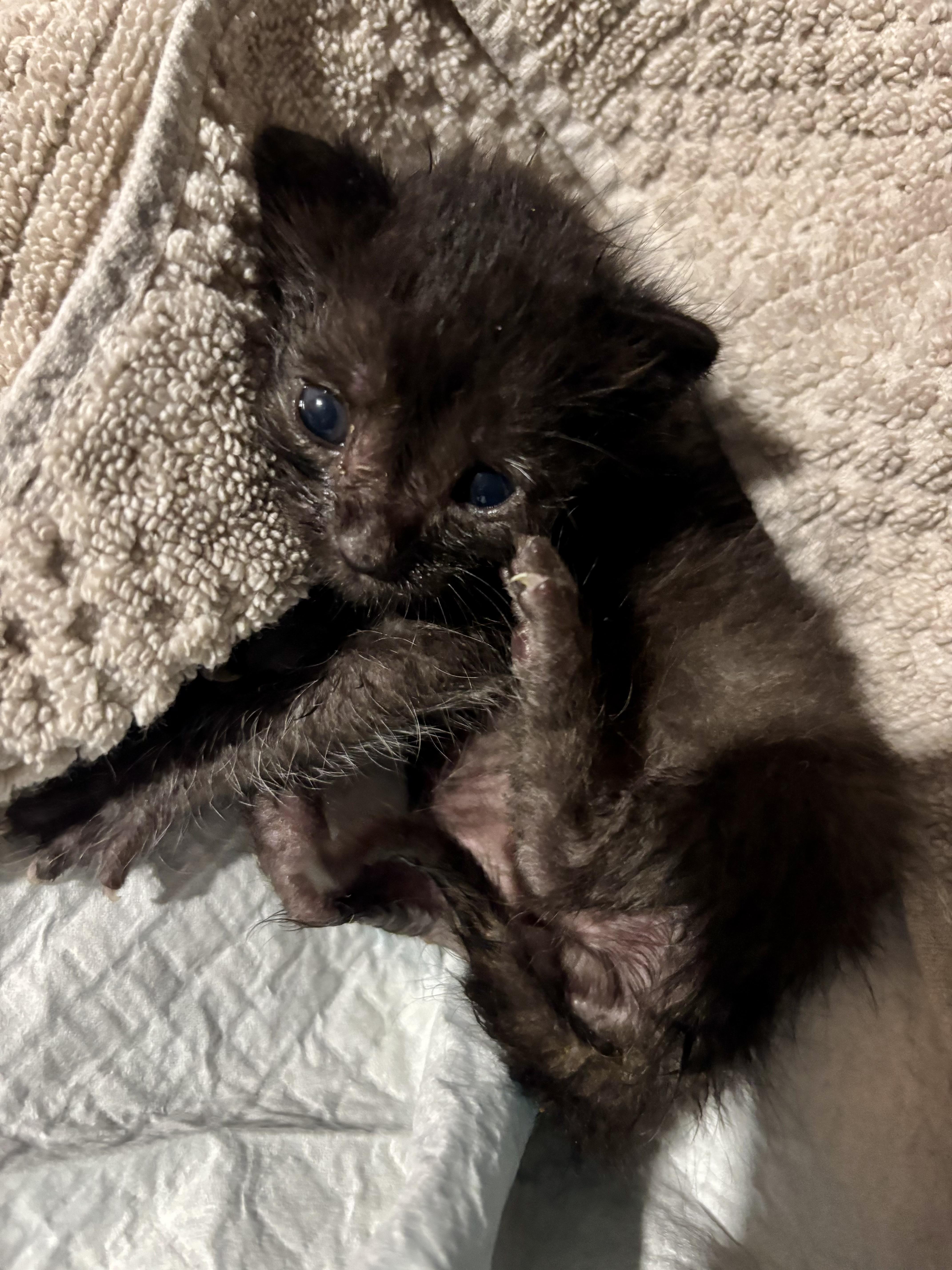 Enlarge Roman - available early September, a Adoptable mixed breed in Houston, TX image 5/5